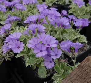 Primula marginata coerulea - 8cm pot 